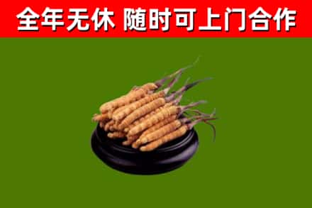 攸市回收散虫草
