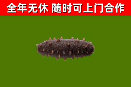 攸市回收海参干